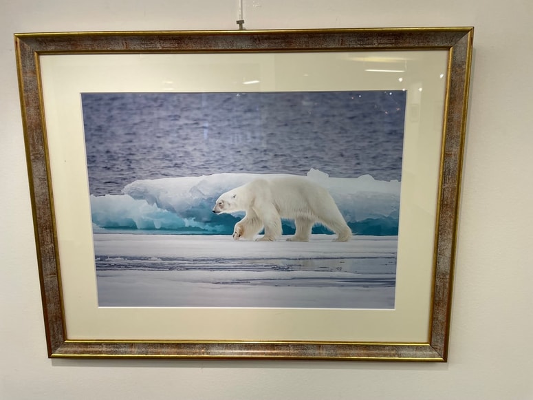 "Zaradi klimatskih sprememb so številne živalske vrste ogrožene. Sploh beli medved je najbolj izpostavljen," je ob svoji fotografski razstavi povedal Janez Žalig.