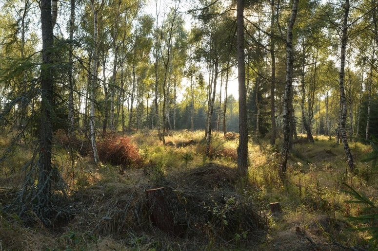 Glavna fotografija članka:(VIDEO) Lokacije nočejo razkriti: Kamera v gozdu posnela skrivnosten prizor, ki ga ne znajo pojasniti niti znanstveniki