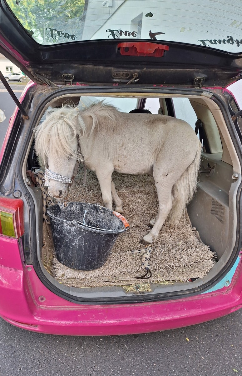 Ženska v Nemčiji je prevažala ponija.