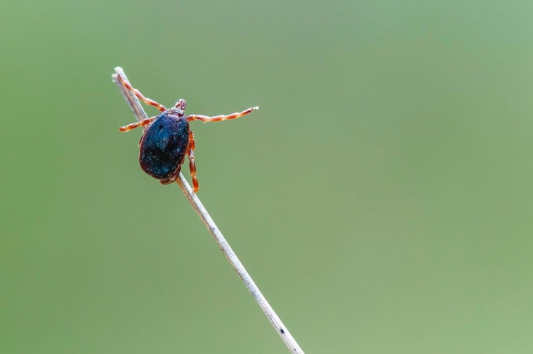 Klop Mediterranean Hyalomma 