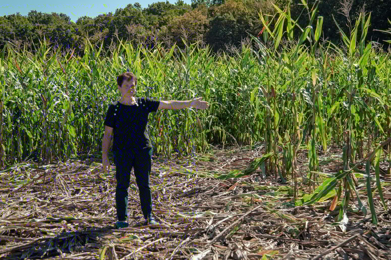 Marjana Berden kaže, kakšno škodo so ji na njivi, posejani s koruzo, povzročili divji prašiči. 