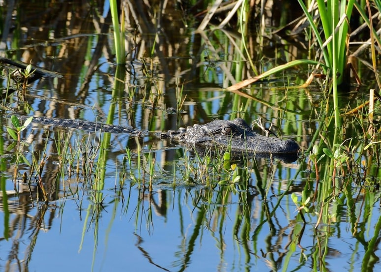 Mama pogrešanega je vedela, da aligatorji pozimi niso aktivni in skoraj ne jedo.