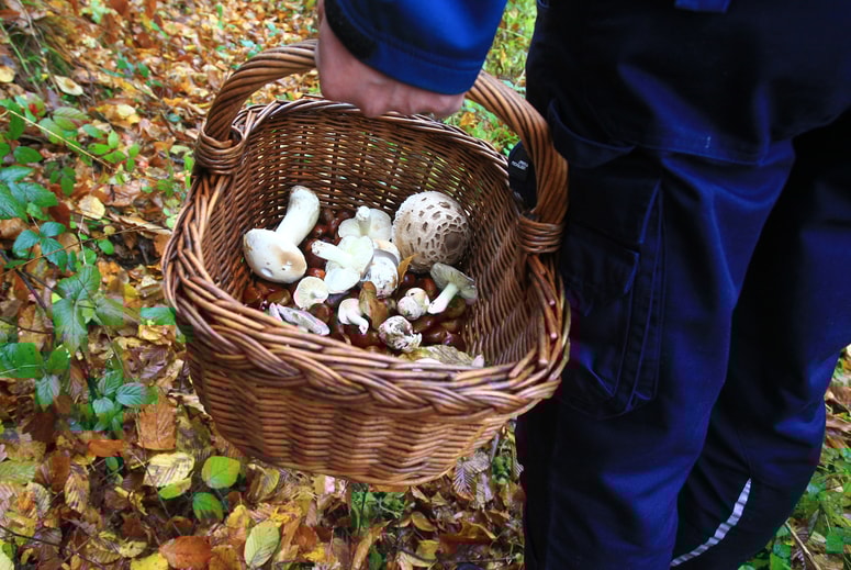 Gobarska sezona je na vrhuncu. Največ gobarjev je na Pohorju in Pokljuki. 