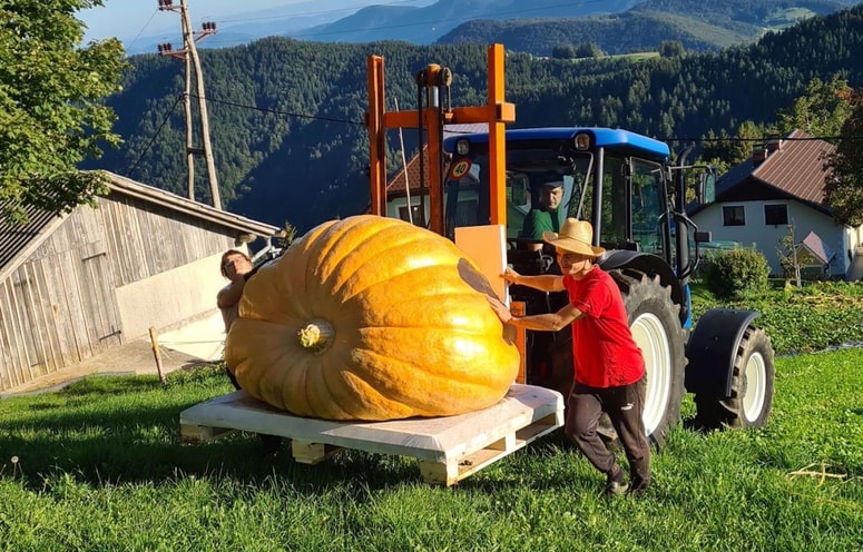 Buča s Skomarjev, težka skoraj 700 kilogramov. 
