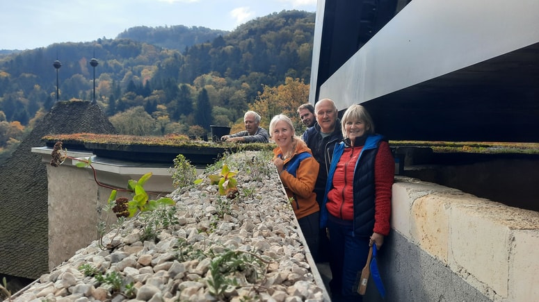 Žički grobeljnik, zaščitena avtohtona rastlina, ki bo cvetela na vrhu cerkve v Žički kartuziji 