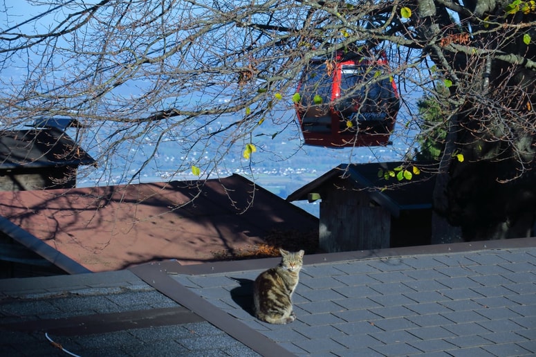 Prostoživeče mačke se rade sončijo na strehi koče Koča.