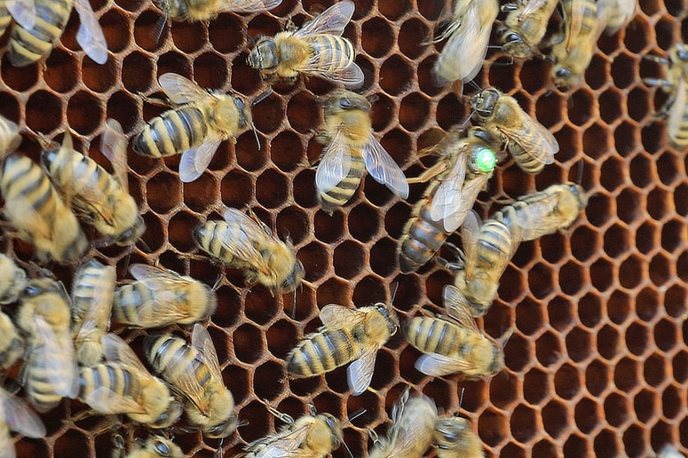 Pri nakupu pri manjših pridelovalcih se pozanimajte, kje imajo čebelnjake. 