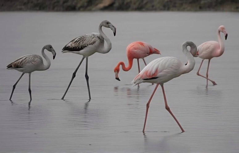 Ameriški plamenec je značilne oranžno-rdeče barve.