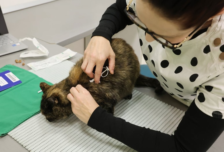 Mački čip vstavijo s čisto majhnim vbodom nad levo lopatico. Čip je zelo majhen in s posebno ovojnico. Bojazen, da bi kam zataval, je odveč. 