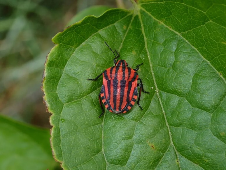 Črtasta pižamarka ima vzorec dresov nogometnega kluba AC Milan. 