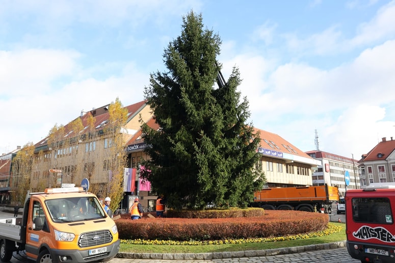 Glavna fotografija članka:(FOTO) Glavni trg v Mariboru letos krasi podarjena smreka iz Peker