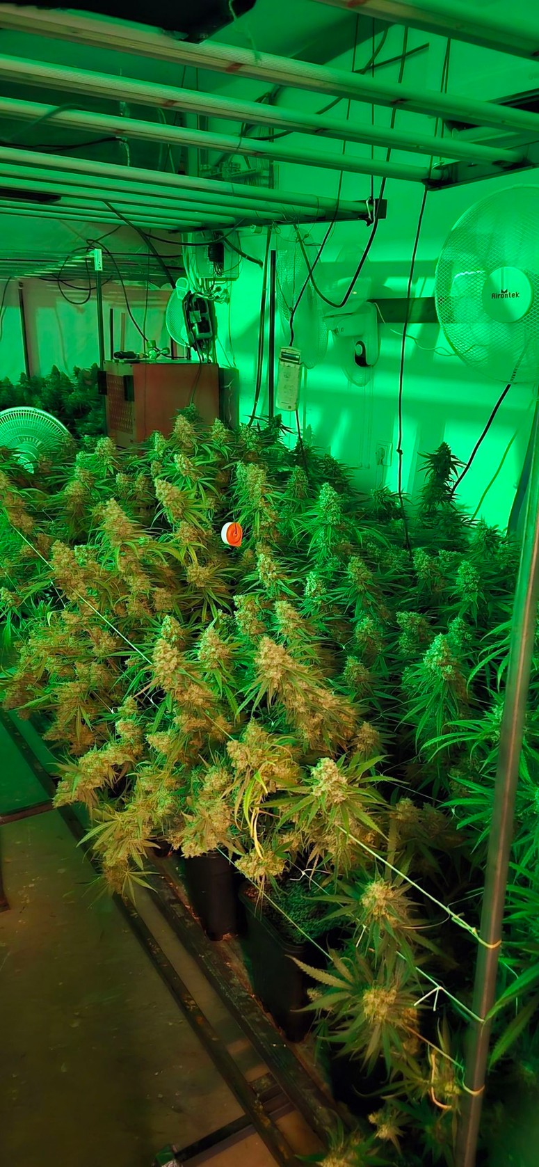 Našli in zasegli so okoli 35 kilogramov suhe rastline in skoraj 300 svežih zelenih rastlin. 