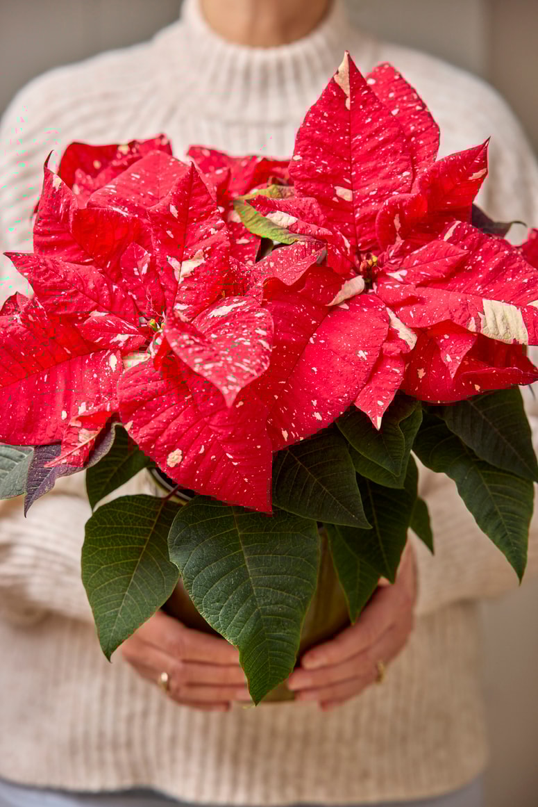 Glavna fotografija članka:Podarite toplino, barve in veselje