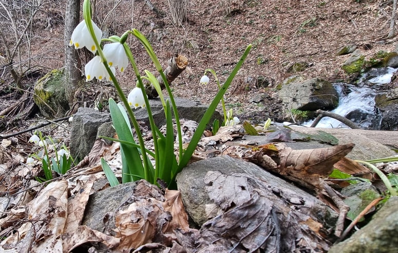 Zvončki so teoretično rastlina drugega dela zime. 
