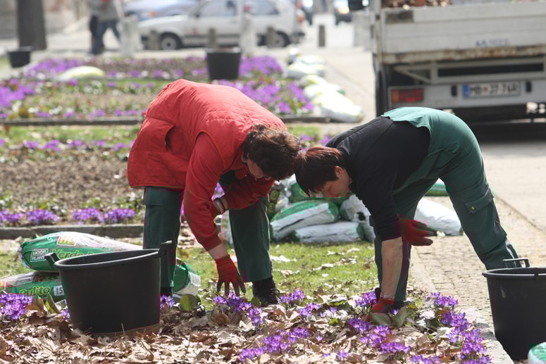 Takole so delavci podjetja Florina urejali park z zasaditvijo novega cvetja in čiščenje cvetličnih gred marca 2010. 