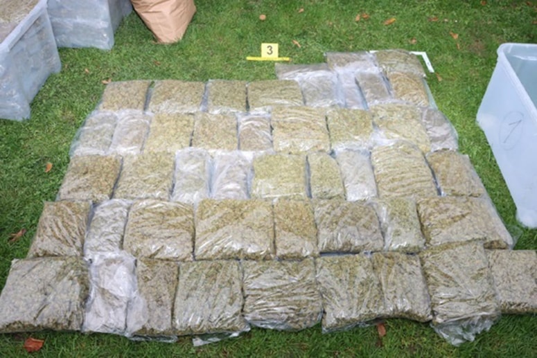 Trojica naj bi pretihotapila skupno skoraj tono marihuane. Fotografija je simbolična.