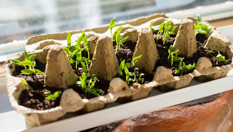 Glavna fotografija članka:Sadike pozimi: nasveti in priprava