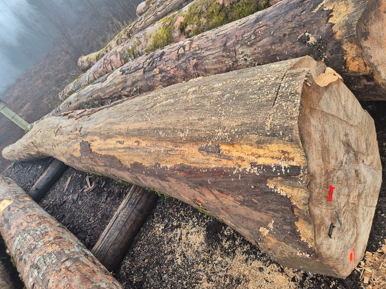 Rebrasti gorski javor, ki je dosegel najvišjo vrednost na dražbi.