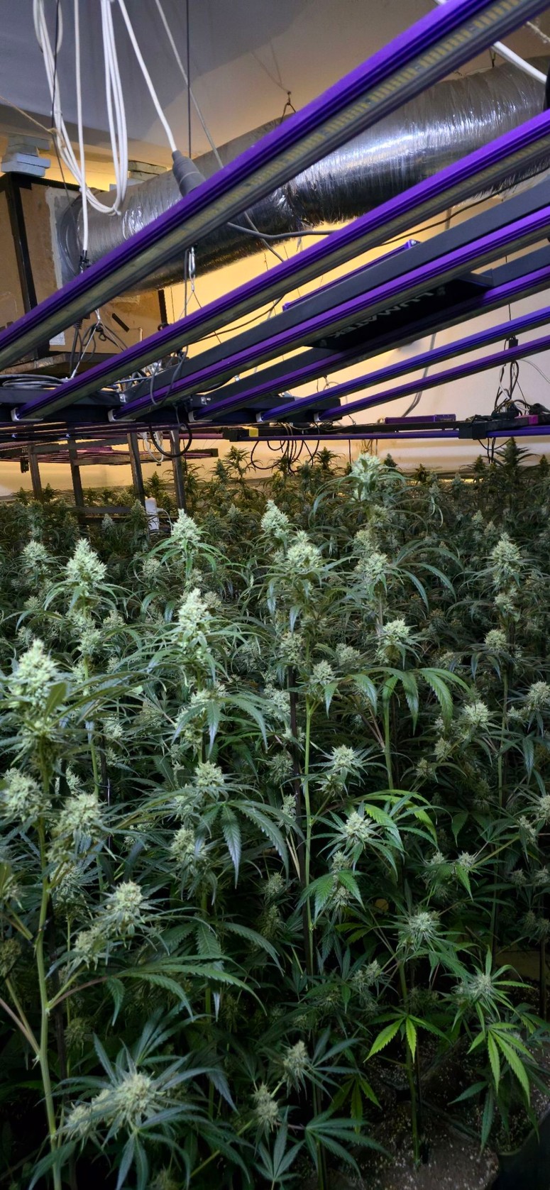 Med hišno preiskavo so odkrili in zasegli več kot 400 sadik, za katere obstaja utemeljen sum, da gre za prepovedano drogo konopljo. 