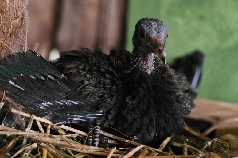 Mladič nikobarskega goloba, ki se je izlegel v Tropski hiši Celje.