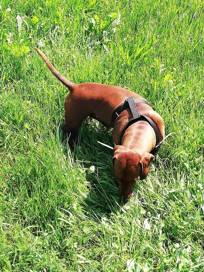 Psi so zaradi pokanja petard prestrašeni in doživljajo hude strese. 