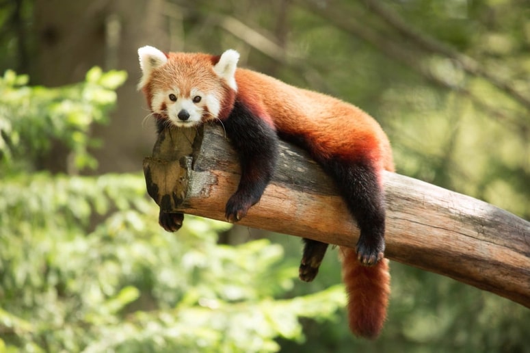 Mačji panda Magu. Poleti počiva, pozimi pa ga ščiti gosta dlaka, ovije se tudi z repom. 