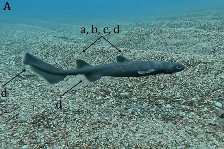 Globokomorski morski pes Dalatias licha