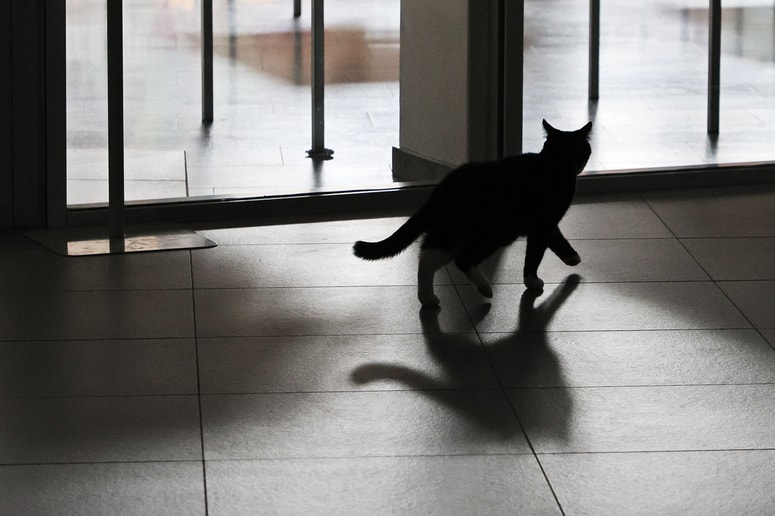 Mačke so tudi ljubiteljice športa.