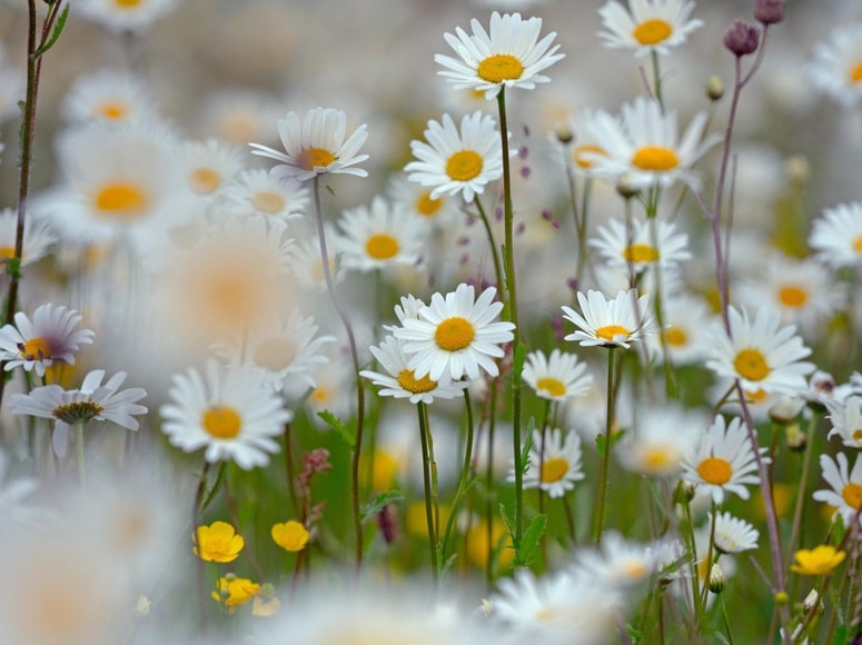 Biomasa žuželk je v 27 letih upadla za več 75 odstotkov.