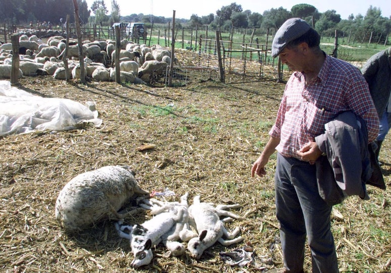 Poginule mlade ovce zaradi bolezni modrikastega jezika. Fotografija je simbolična.