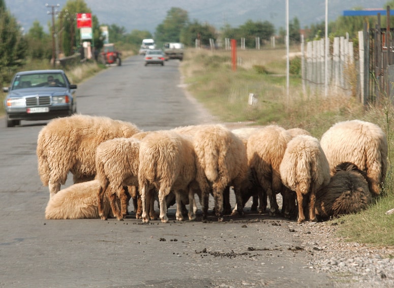 Nenadna ovira na cestišču, še posebej v obliki preplašenih živali, zahteva hitro reakcijo voznikov. Fotografija je simbolična. 