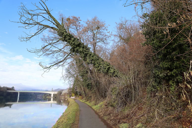 Posušena drevesa ogrožajo sprehajalce na poti ob Dravi od Studenške brvi proti Mariborskemu otoku. 
