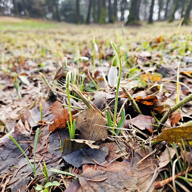 Glavna fotografija članka:Prvi znanilci pomladi že kukajo iz tal: V botaničnem vrtu v Pivoli so zacveteli zvončki