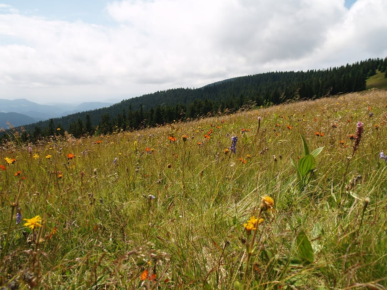 Glavna fotografija članka:Katere rastline skriva eden najstarejših slovenskih hribov?