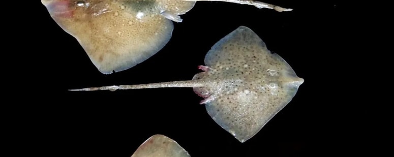 Zvezdaste raže se v Tržaškem zalivu razmnožujejo, njihovi mladiči pa v njem odraščajo. 