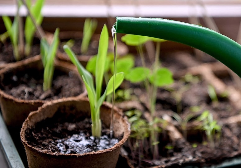 Drži, da rastline pozimi porabijo manj vode, saj so temperature nižje in izhlapevanje šibkejše. Vendar to ne pomeni, da mora biti zemlja popolnoma suha.