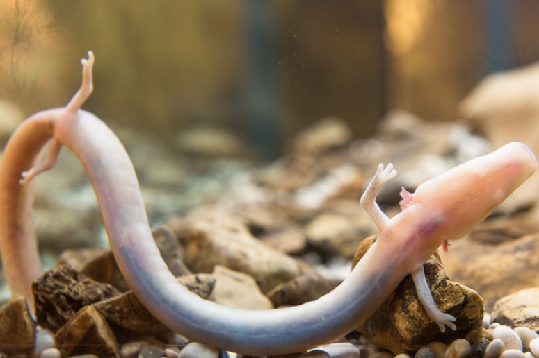 Človeška ribica živi v podzemnih vodah Dinarskega krasa od porečja reke Soče pri Trstu v Italiji, preko južne Slovenije in jugozahodne Hrvaške do reke Trebišnjice v Hercegovini.