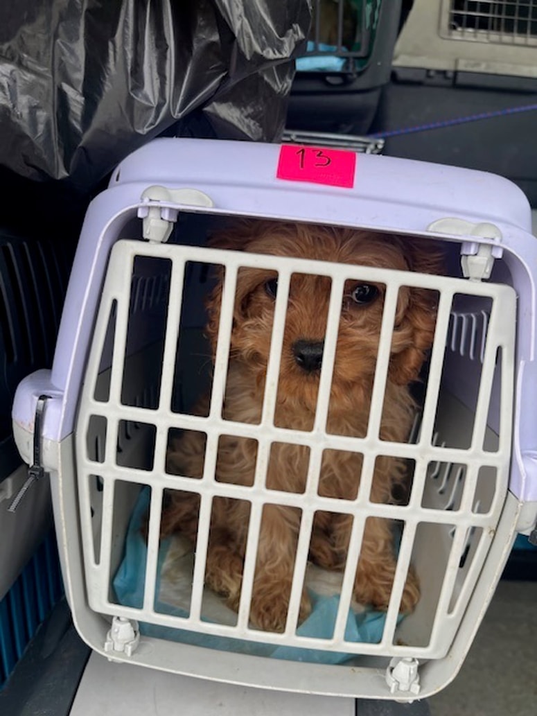 Živali so bile v transportnih kletkah