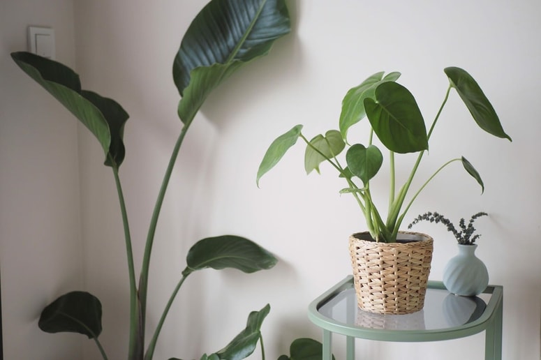 Vsak prostor v stanovanju ima specifične pogoje glede svetlobe, vlage in temperature.