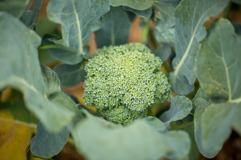 Redno uživanje brokolija neposredno podpira naravno hormonsko ravnovesje, pri čemer igrajo ključno vlogo jetra.