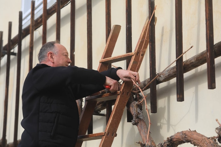 Rez Najstarejše trte je pravi praznik.