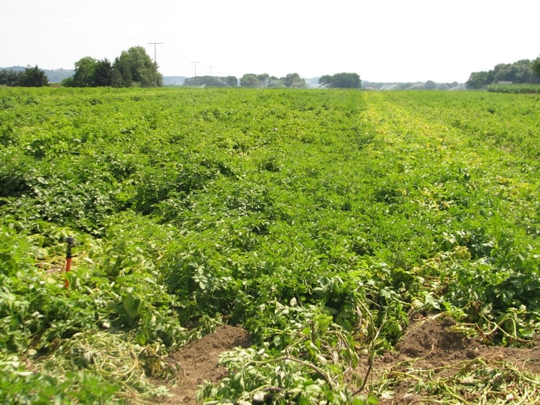 Lepo se vidi, kako različna je odpornost različnih sort.
