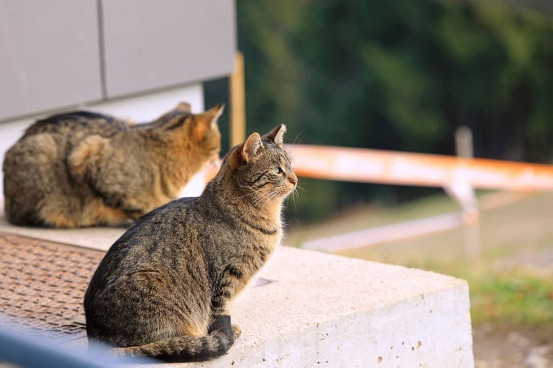 V raziskavi se je izkazalo da smo Slovenci veliki ljubitelji mačk.