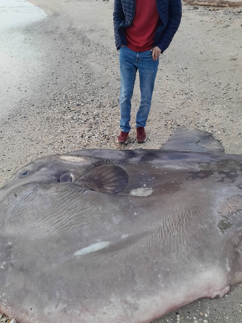 Morski mesec na plaži v Italiji