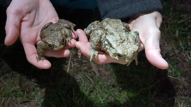 Pri Treh ribnikih vozniki povozijo kar 17 odstotkov dvoživk, ki prečkajo tamkajšnjo cesto.