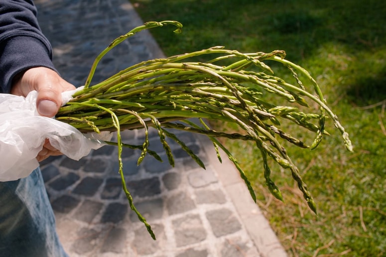 Poleg obveznega dovoljenja morate upoštevati tudi omejitve pri količini nabranih plodov za osebne potrebe.
