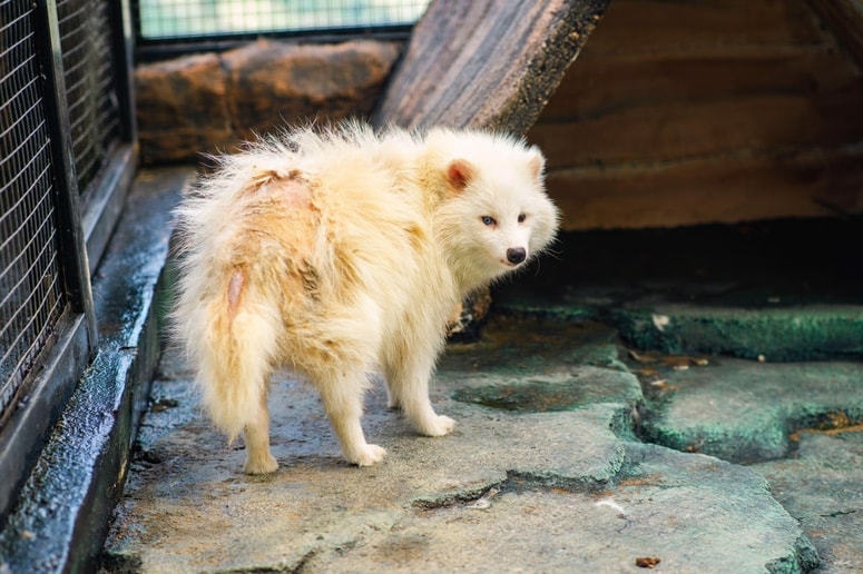 Strokovnjak za živali ga je pregledal in takoj potrdil tisto, kar so mnogi že slutili. Fotografija je simbolična. 