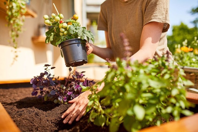 Glavna fotografija članka:Pravi čas za dodajanje zemlje v visoko gredo