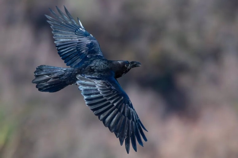 Krokar (Corvus corax) je ena izmed najbolj inteligentnih ptic. 