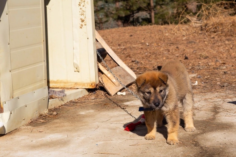 Veterinarski inšpektor je obiskal lokacijo in moškemu nemudoma odvzel oba psa. Fotografija je simbolična. 